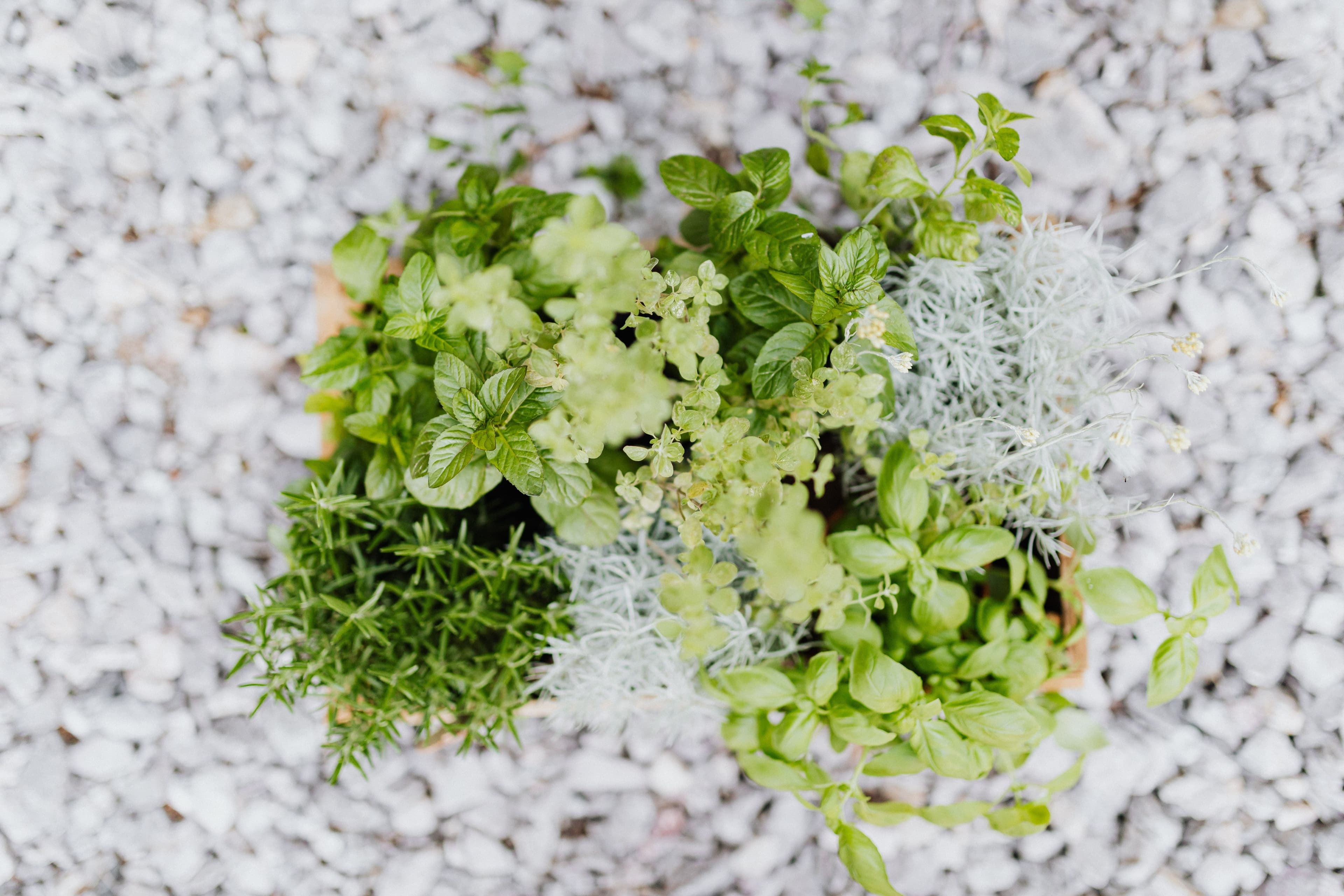 Top view of fresh herbs like basil and rosemary in a planter on a pebbled surface.