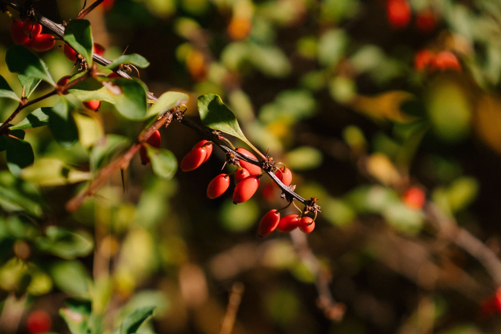 A detailed close-up of ripe red barberry berries on a branch, highlighting vibrant colors and natural beauty.