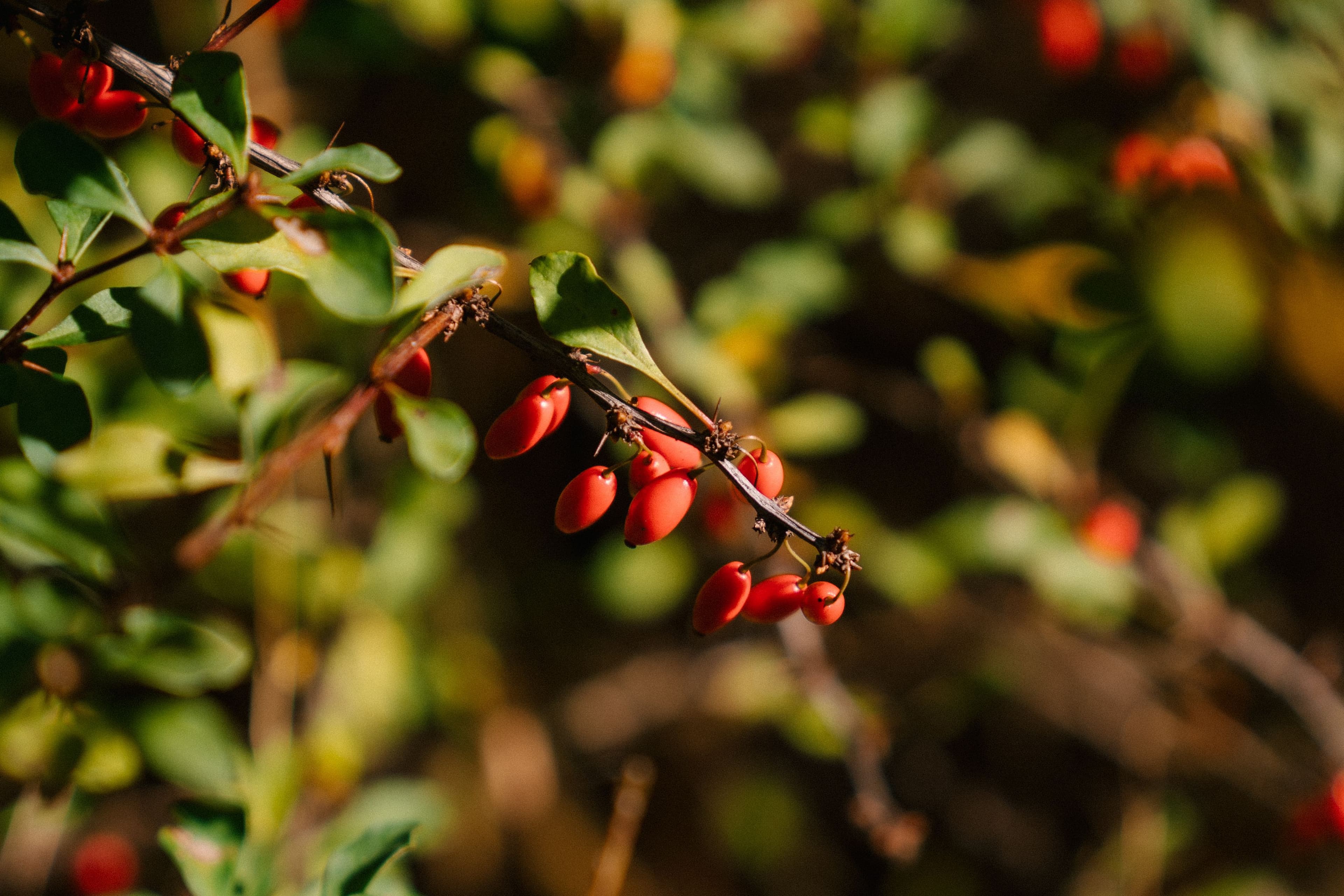 A detailed close-up of ripe red barberry berries on a branch, highlighting vibrant colors and natural beauty.