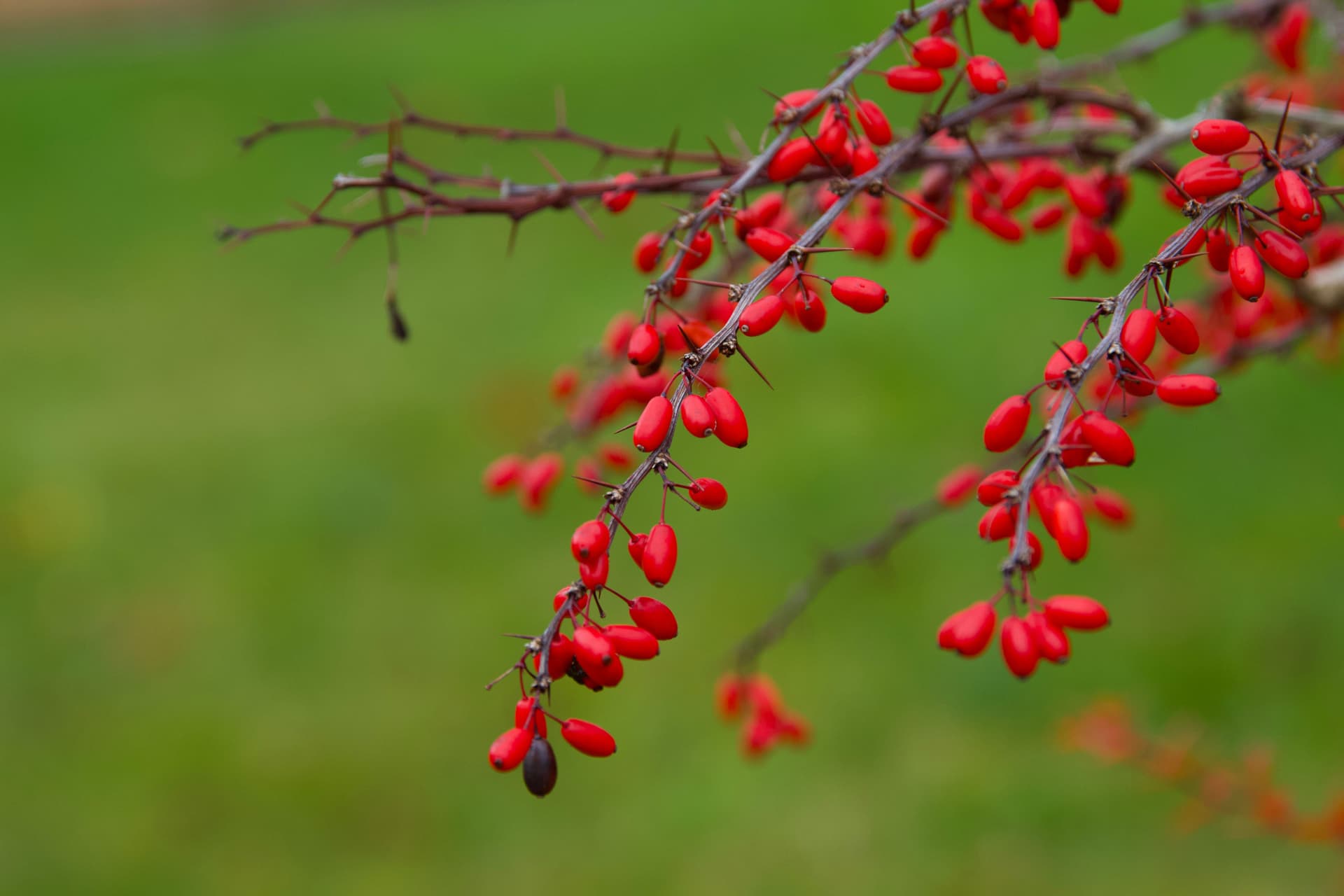 Close-up of vivid red barberries on a branch in Huskvarna, highlighting autumn's beauty.
