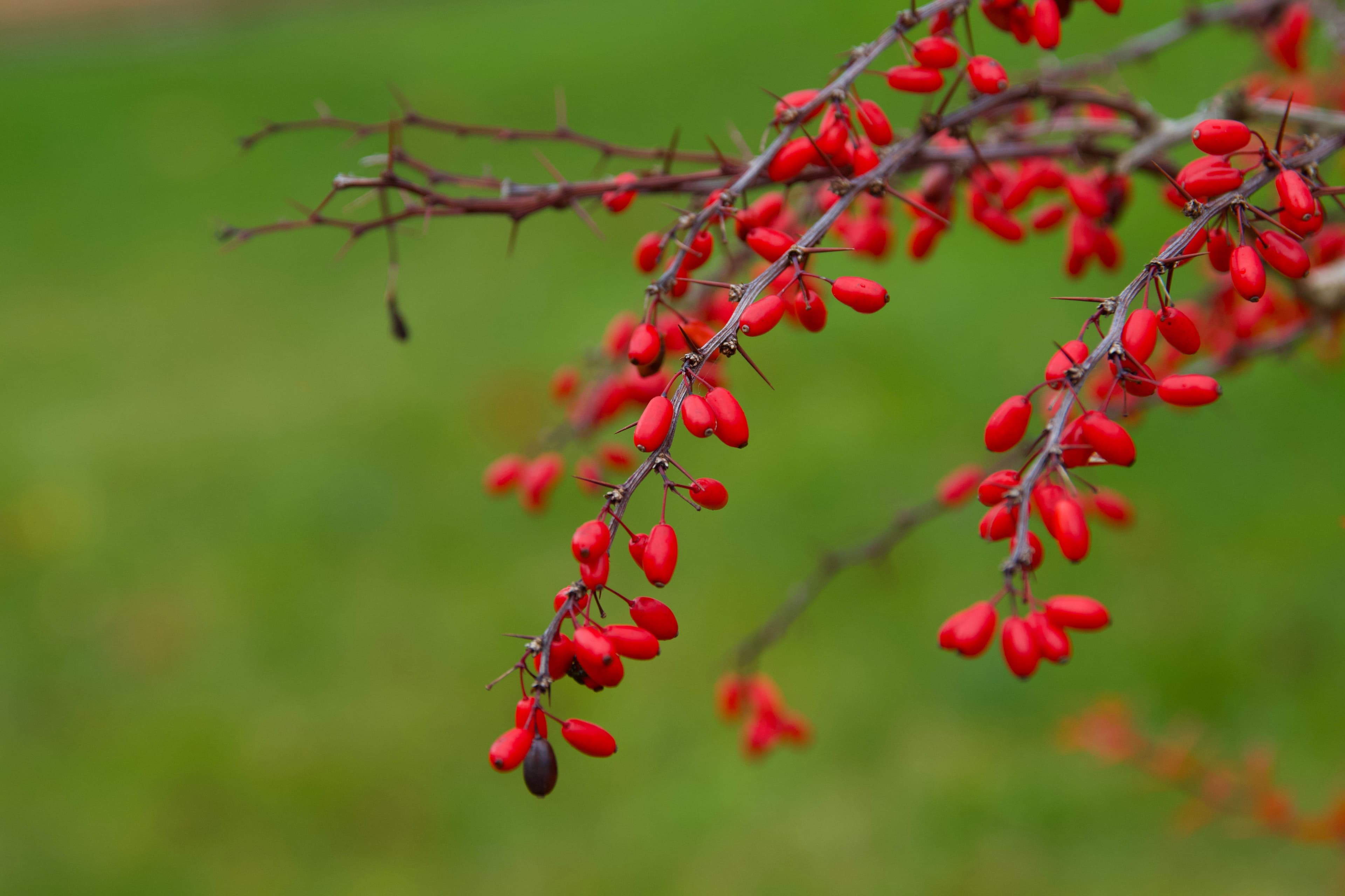 Close-up of vivid red barberries on a branch in Huskvarna, highlighting autumn's beauty.